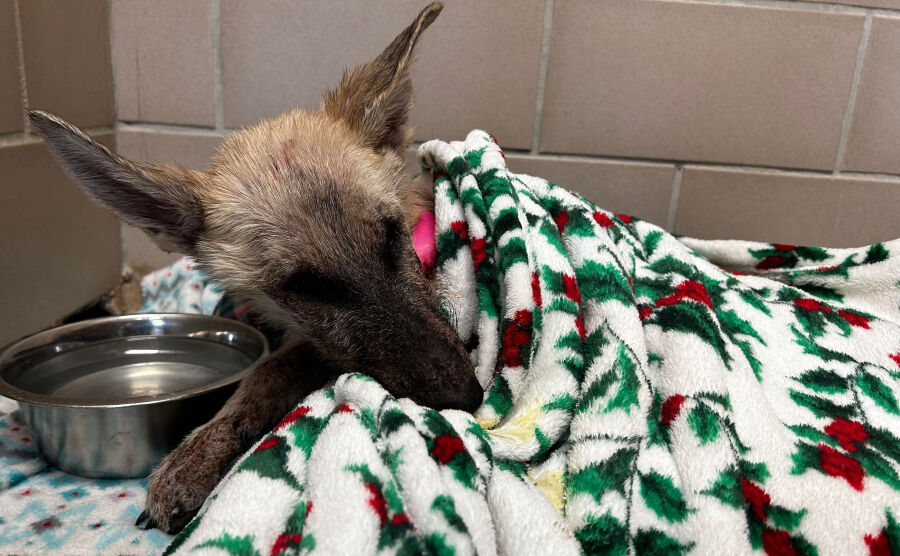 UPDATE: Abandoned dog dies days after being found on SR-153